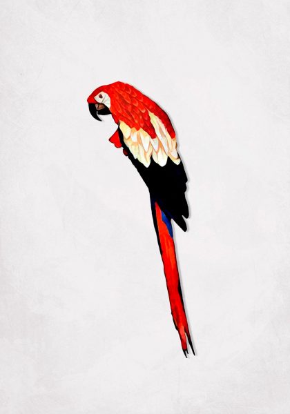 GUACAMAYO