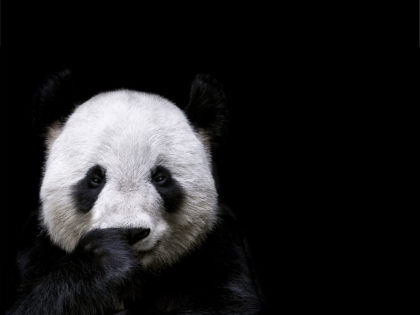 Photographs | PANDA | PICTOCLUB Online Art Gallery