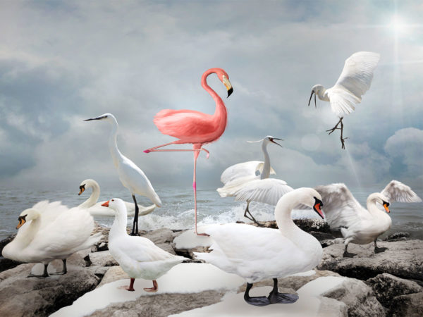 PICTOCLUB Photographs - PINK FLAMINGO - Pictoclub Originals