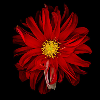 PICTOCLUB Painting - RED FLOWER 3 - Pictoclub Originals