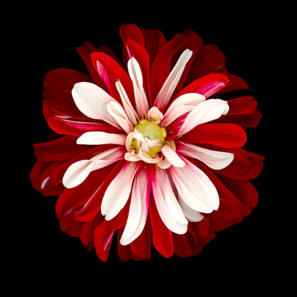 PICTOCLUB Painting - RED FLOWER - Pictoclub Originals