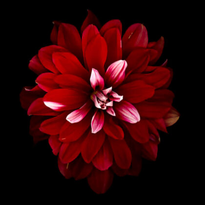 PICTOCLUB Painting - RED FLOWER 2 - Pictoclub Originals