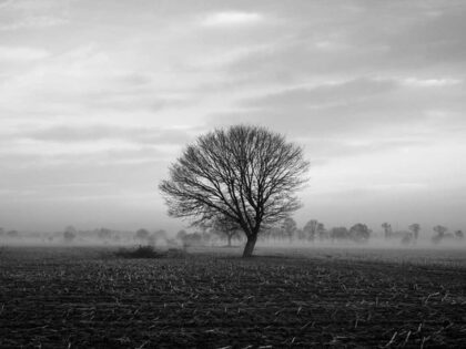 PICTOCLUB Photographs - MISTY TREE - Pictoclub Originals