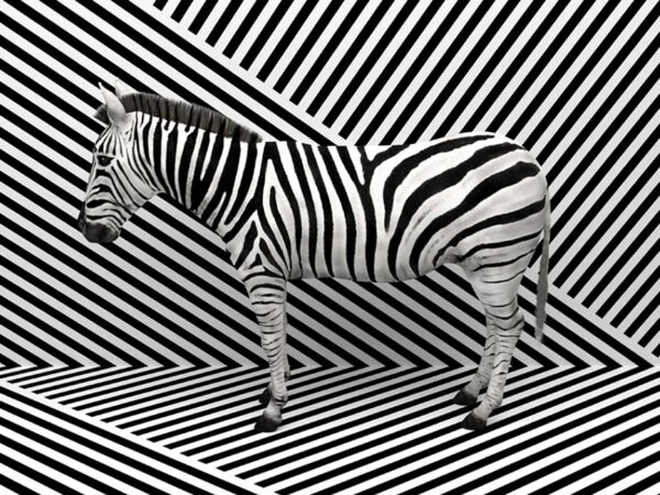 PICTOCLUB Photographs - ZEBRA ILUSIONS - Pictoclub Originals